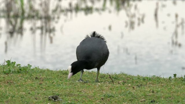 Eurasian coot (Fulica atra) feeding on a wetland marsh.