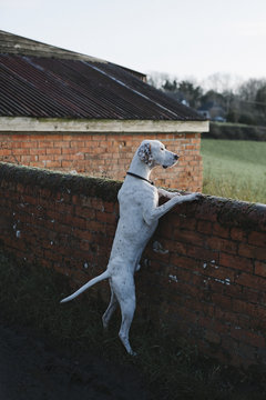 Pointer dog rearing up against wall