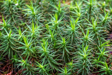 Close up of beautiful moss