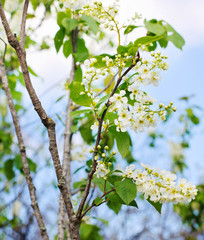 branch of a blossoming apple tree