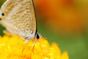 butterfly on flower
