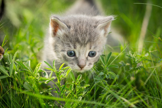 Little tabby kittens  on green grass