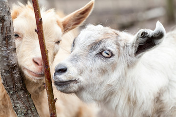 Baby goat portrait with details