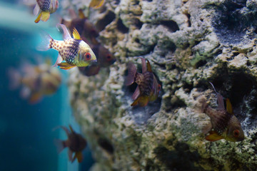 Naklejka na ściany i meble animal 2764 / Bandada de pequeños peces de colores.