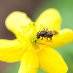 Buttercup flower with honey bee