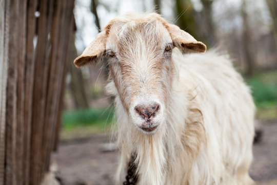 Goat portrait with natural background 