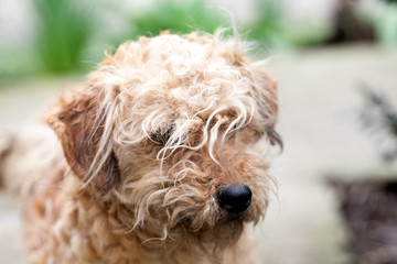 Cute small dog portrait