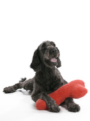 Labradoodle Pillow