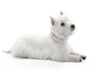 Laying Westie