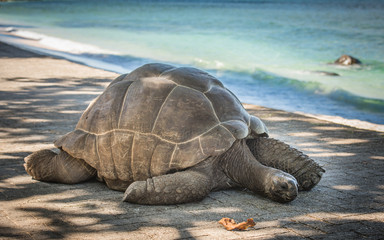 Seychelles giant tortoise