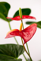 Close up photo of Anthurium flowers with details