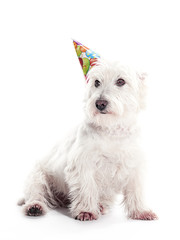 West Highland White Terrior Birthday