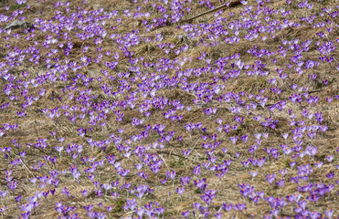Crocuses on the meadow, first springtime flowers