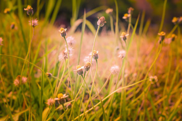 Abstract background blurted and flower grass, field sunlight and