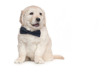 Fototapeta premium Golden Retriever Puppies