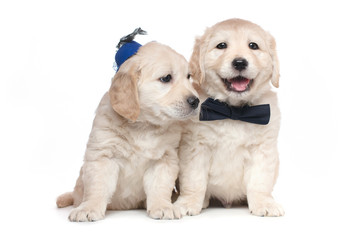 Golden Retriever Puppies Couple