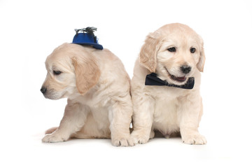 Two Golden Retriever Puppies