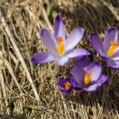 Crocuses on the meadow, first springtime flowers