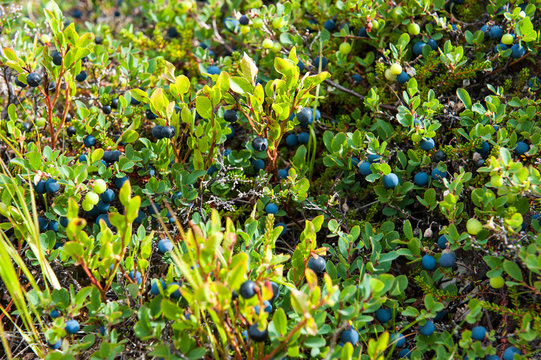 Healthy food. Wild blueberries growing on a meadow, Northern Iceland