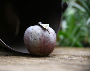 Pflanzen Wassertropfen Garten