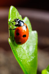 Ladybird on a flower leaf
