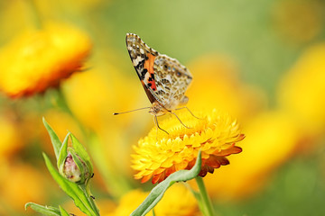 butterfly on flower