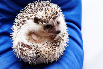 Cute hedgehog