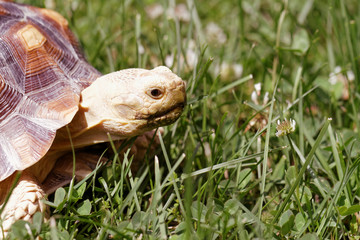 African Spurred Tortoise