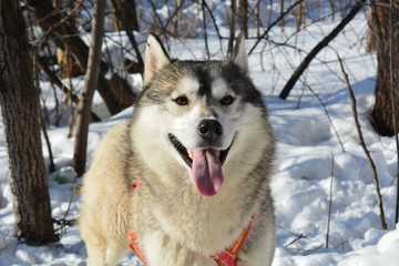 Naklejka premium Huskie №2