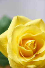 黄色い薔薇　縦構図