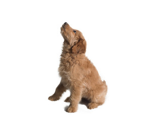 side sitting puppy on white