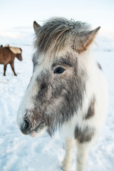 Icelandic horse standing in a white winter landscape, Iceland