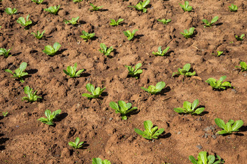 Young plants