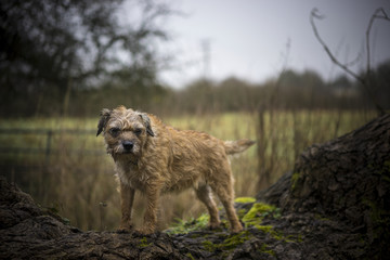 Border Terrier on Tree Trunk