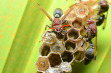 Wasp Nest, Blurred