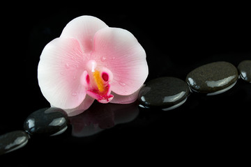 Fototapeta na wymiar Candle in the shape of orchid flower and pebbles on black background