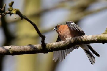 Chaffinch