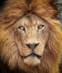 Portrait of a majestic lion