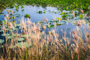 Grass grows and lotus pond.