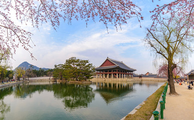 Gyeongbokgung Palace with cherry blossom, Seoul, South Korea