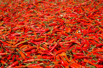 Hot chilli peppers
