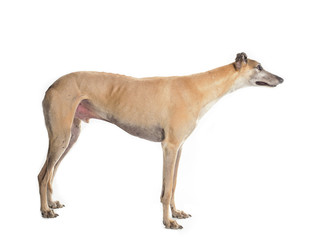 Obraz na płótnie Canvas greyhound side