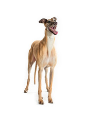 barking greyhound