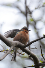 Chaffinch