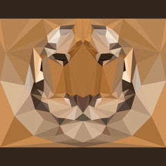 Wild tiger stares forward. Abstract card template