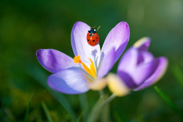 Naklejka premium Ladybug on purple Crocus flower, spring background