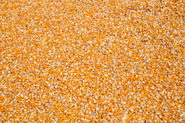 Corn seeds