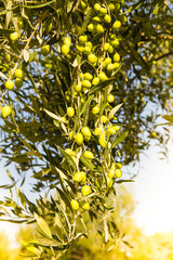 Branch with green olives, Kalamata, Greece
