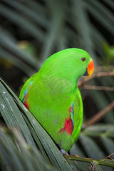 Red winged Parrot - Aprosmictus erythropterus