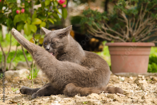 Gatto Si Lava La Zampa Stock Photo And Royalty Free Images On